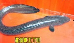 大尾鲈鳗在线观看完整,深海奇遇，探寻未知海洋奥秘