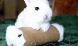 网红小羊白衬衫吃瓜,揭秘网红圈幕后故事