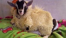 网红小羊白衬衫吃瓜,揭秘网红圈幕后故事