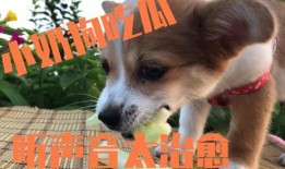 吃瓜小狗视频软件免费,免费畅享短视频盛宴，轻松解锁快乐时光