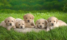 吃瓜小狗视频软件免费,免费畅享短视频盛宴，轻松解锁快乐时光