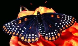 昆虫演绎之星爆料视频,揭秘神奇昆虫世界的精彩瞬间