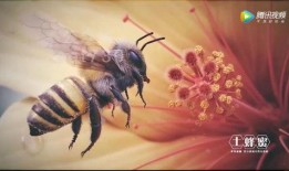 告诉蜜蜂 在线观看,在线观看告诉蜜蜂深度解读