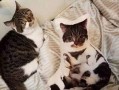 吃瓜娱乐酱抱枕猫,吃瓜娱乐酱带你领略萌宠魅力