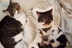吃瓜娱乐酱抱枕猫,吃瓜娱乐酱带你领略萌宠魅力