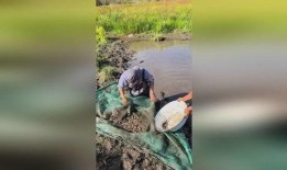 抓鱼摸虾爆料视频,渔村生活趣味盎然