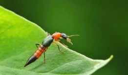 昆虫演绎之星爆料视频,揭秘神奇昆虫世界的精彩瞬间