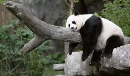 美国人爆料熊猫视频大全,萌态百出，萌翻全球