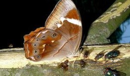 昆虫演绎之星爆料视频,揭秘神奇昆虫世界的精彩瞬间