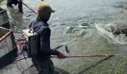 抓鱼摸虾爆料视频,渔村生活趣味盎然