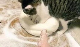吃瓜娱乐酱抱枕猫,吃瓜娱乐酱带你领略萌宠魅力