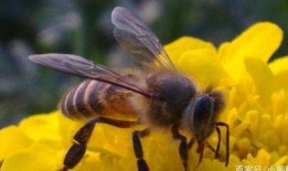 告诉蜜蜂 在线观看,在线观看告诉蜜蜂深度解读