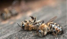 告诉蜜蜂 在线观看,在线观看告诉蜜蜂深度解读