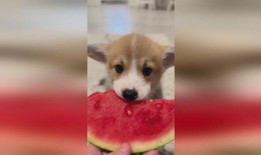 吃瓜小狗视频软件免费,免费畅享短视频盛宴，轻松解锁快乐时光